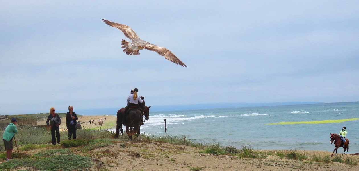 where_to_horseback_ride_in_san_francisco_bay_area