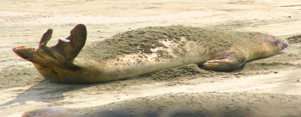 Elephant-seals-Road-trip-California-Seals-gallery