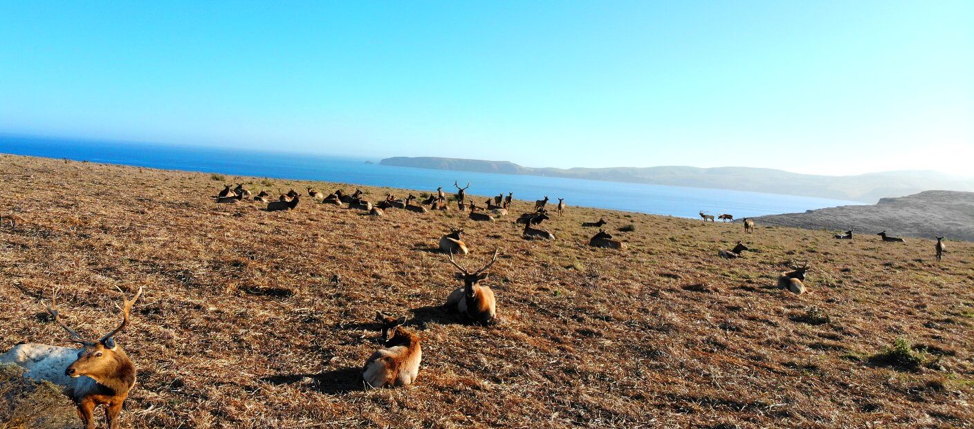 Elk-Point-Reyes-Animal-Wildlife-Viewin