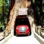 drive-thru-redwooods-national-pak-Tour-the-Avenue-of-the-Giants