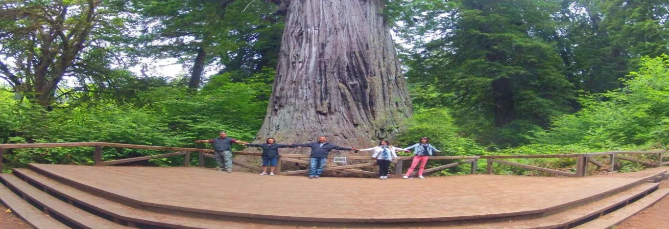 Redwood-National-Park-Travel-Guide-banner