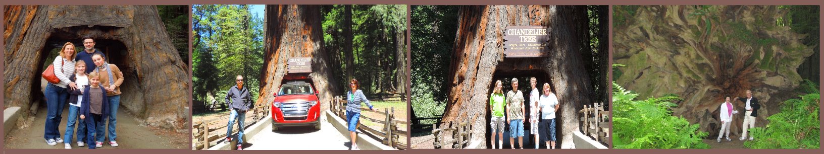 Redwood-Sightseeing-Tours-All-You-Need-to-Know