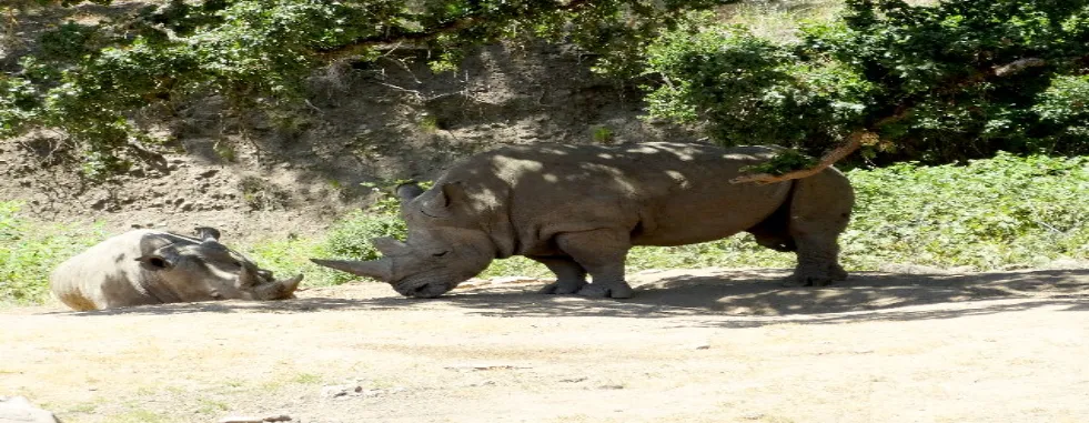 Rhinoceros-mammals-Rhino-Safari-Adventures-gallery