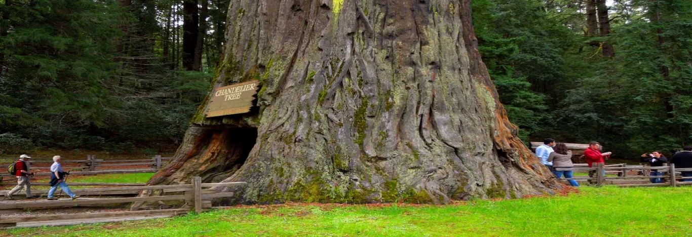 See-Tall-Trees-at-Redwoods-State-and-National-Parks-banner