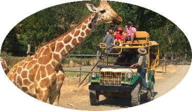 Safari-wild-animals-zoo-Adventure-jeep-Tour