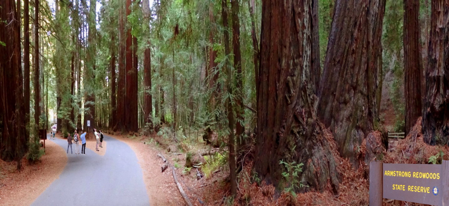 armstrong-redwoods-state-natural-reserve-forest-sequoias
