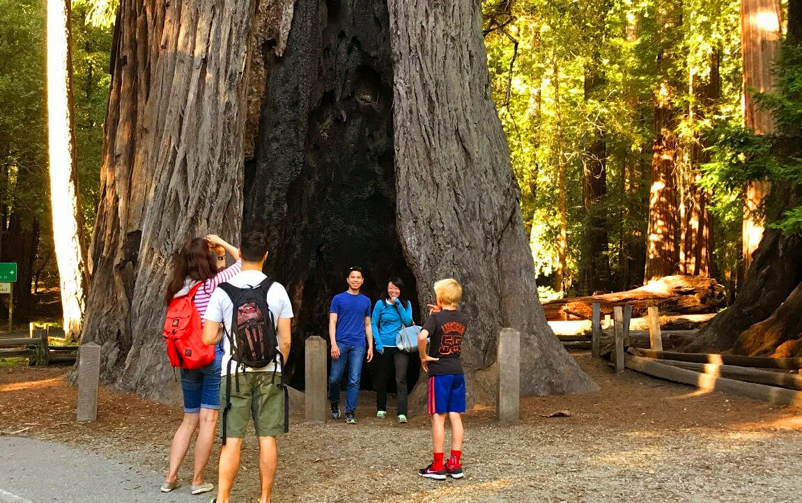 best_places_to_see_redwoods_near_san_francisco_that_arent_muir_woods
