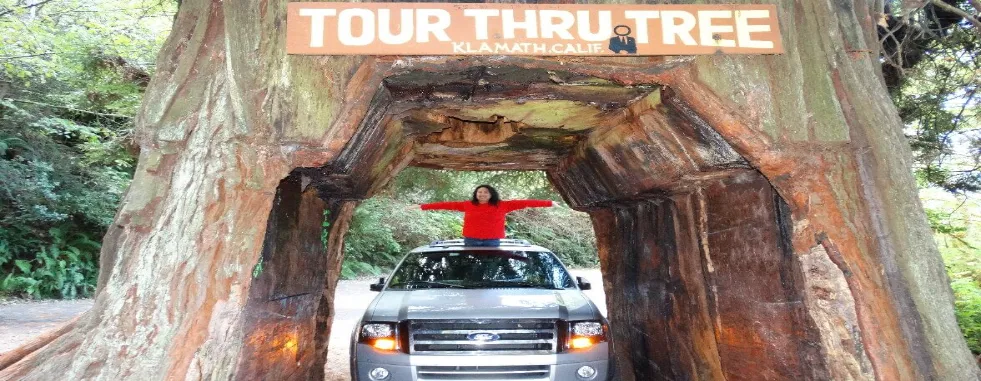 drive-through-big-redwood-tree-drive-thru-giant-sequoia-gallery