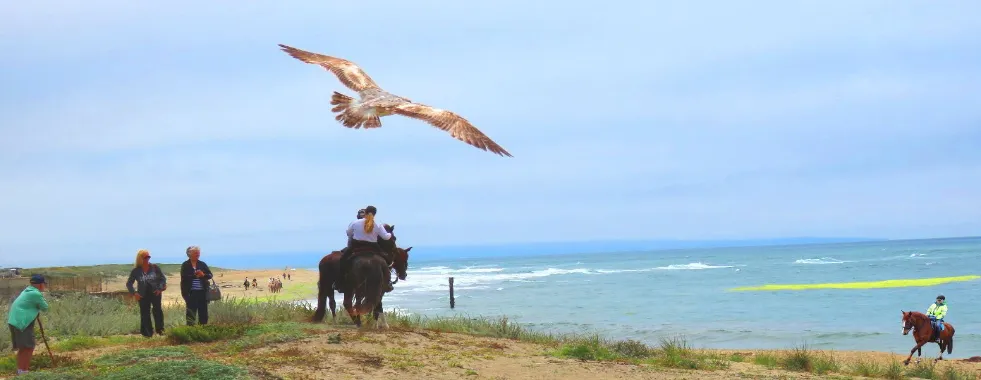 horseback-tour-on-the-beach-near-san-francisco-bay-area-gallery