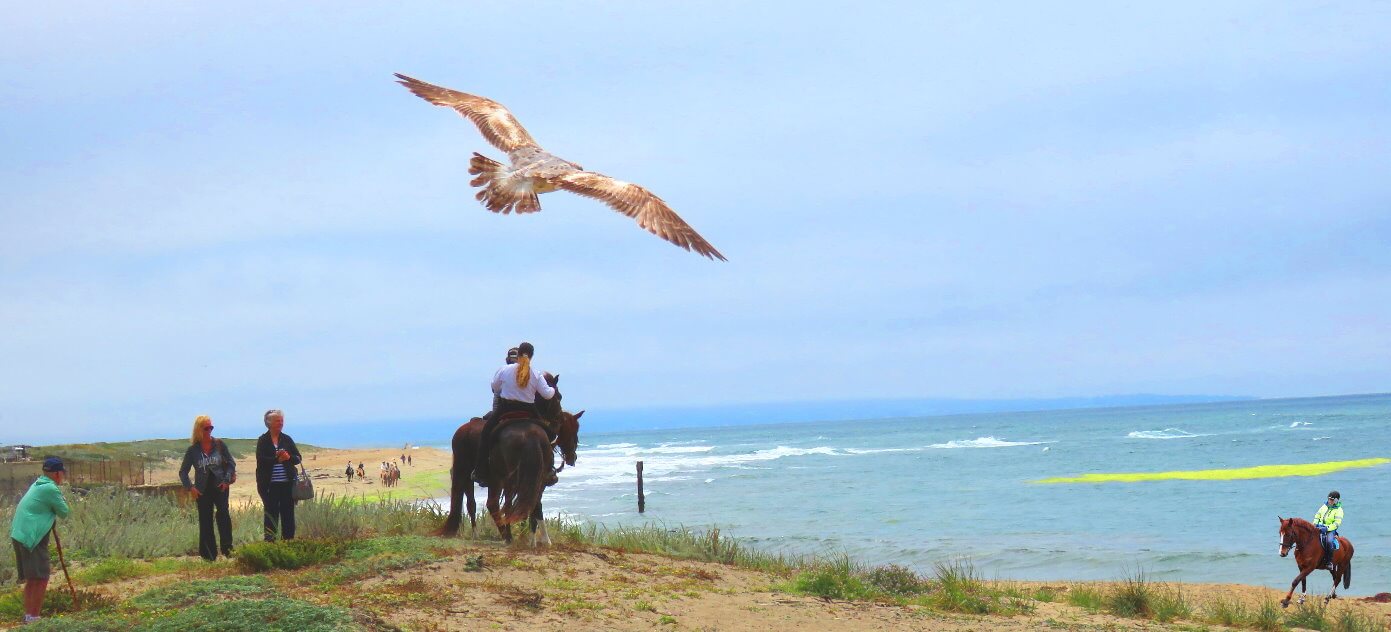 horseback-tour-on-the-beach-near-san-francisco-bay-area