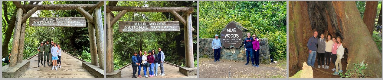 muir-woods-national-monumen-redwoods-nps