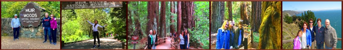 muir-woods-redwoods-shuttle-tours-sausalito