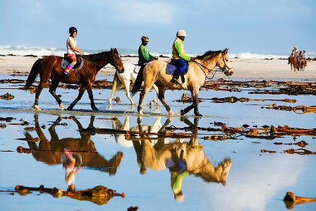 paseo_a_caballo_por_la_playa_y_visita_guiada_de_alcatraz_en_san_francisco