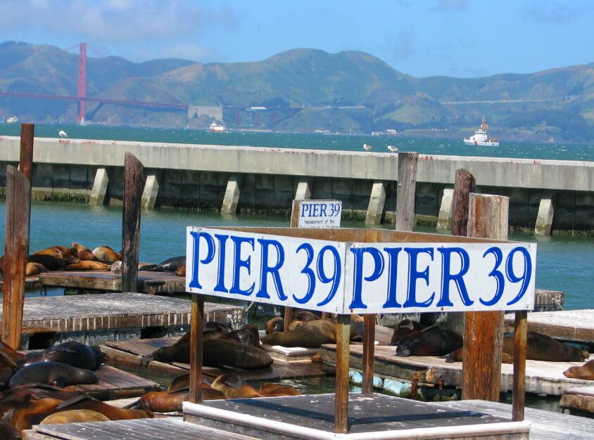 pier__san_francisco_restaurants_attractions_sea_lions