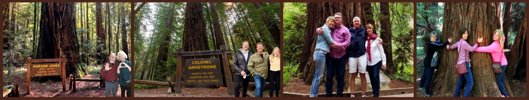redwood-forest-gaint-trees-sequoias-california