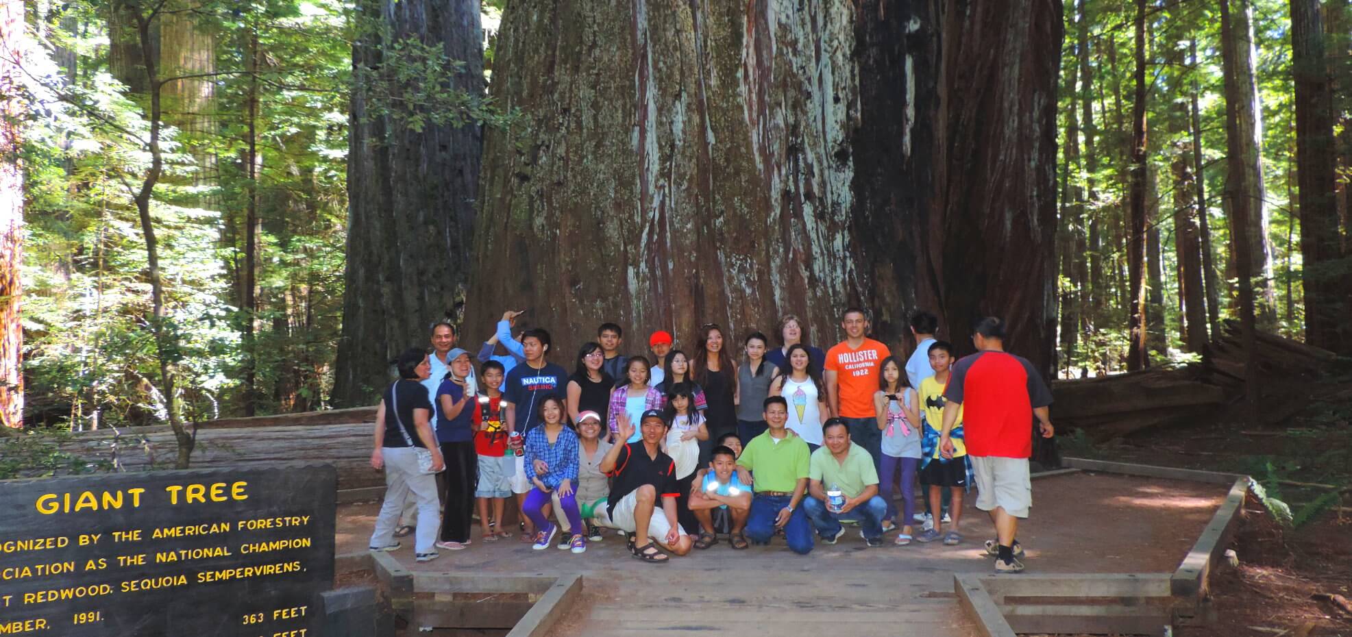 redwood-national-park-giant-trees