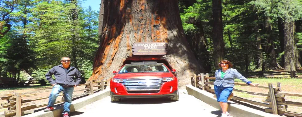 redwood-national-park-tours-from-san-francisco-gallery