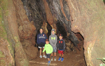 redwood_giant_trees_muir_woods_sequoias_trip_small