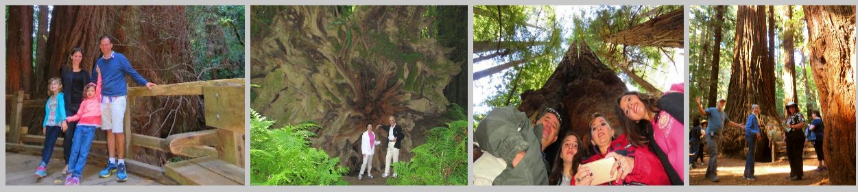 redwood-national-park-hotels-loding-erueka