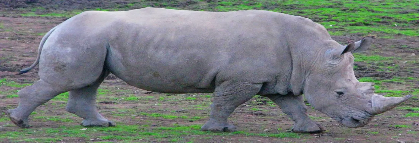 san_francisco_safari_wild_animal_park_+_zoo_tour-banner