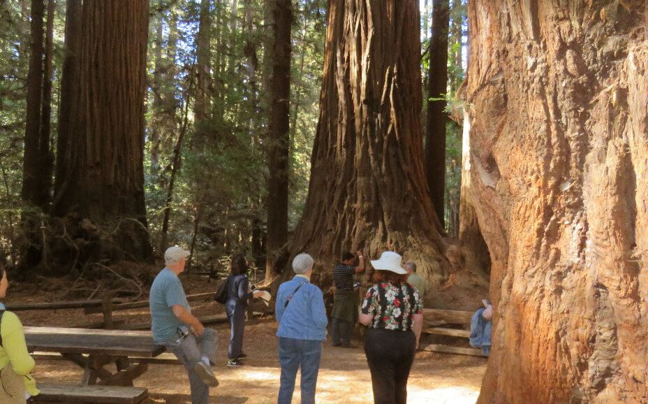 skip_muir_woods_park_there_are_her_bay_area_redwood_groves_to_treasure_hery_cowell