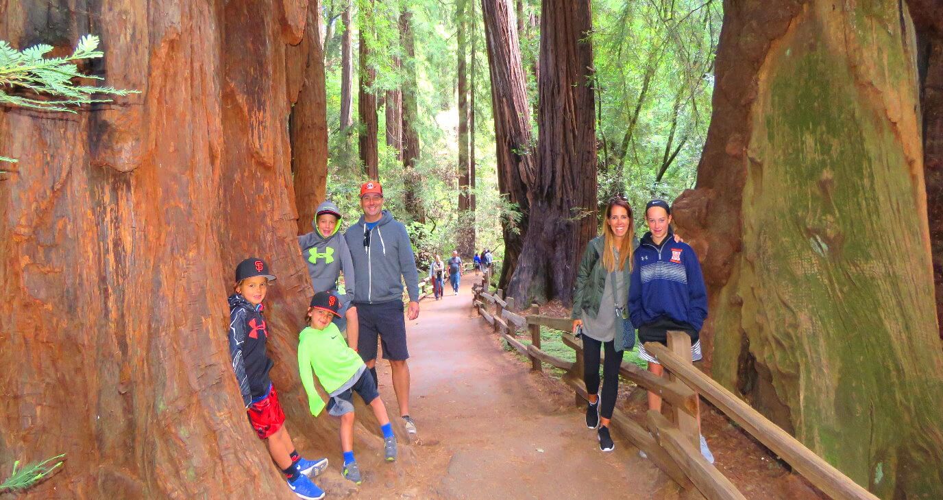 导游参观旧金山附近的红杉大红木树木林国家公园
